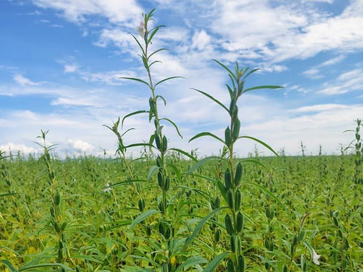 Why Choose Saba Seeds - Sesame Oil Yemen
